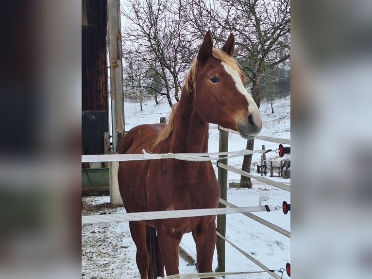 Hannoveraan Hengst 3 Jaar 171 cm Vos in Wettringen