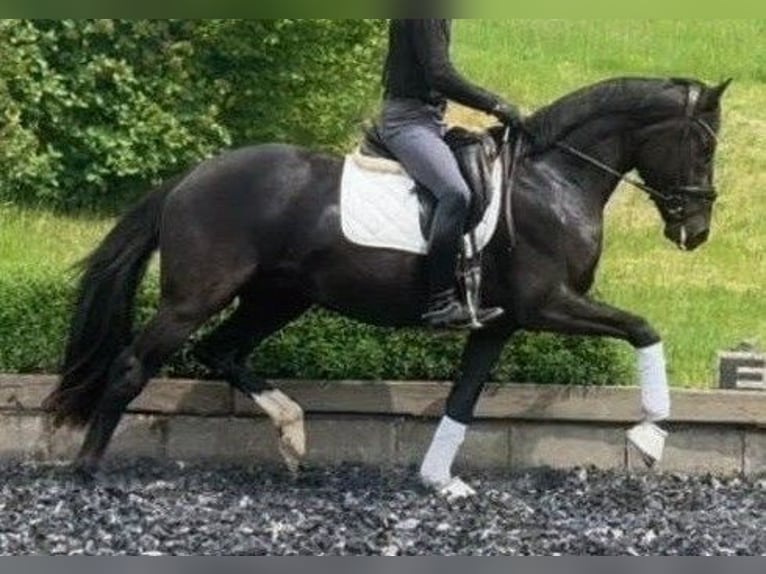 Hannoveraan Hengst 3 Jaar 171 cm Zwart in Herren-Sulzbach