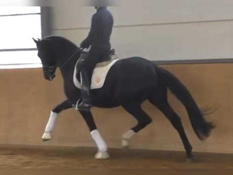 Hannoveraan Hengst 3 Jaar 171 cm Zwart in Herren-Sulzbach