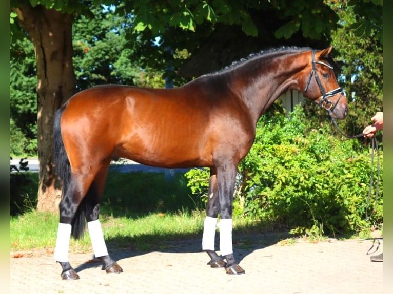 Hannoveraan Hengst 3 Jaar 172 cm Bruin in Selsingen