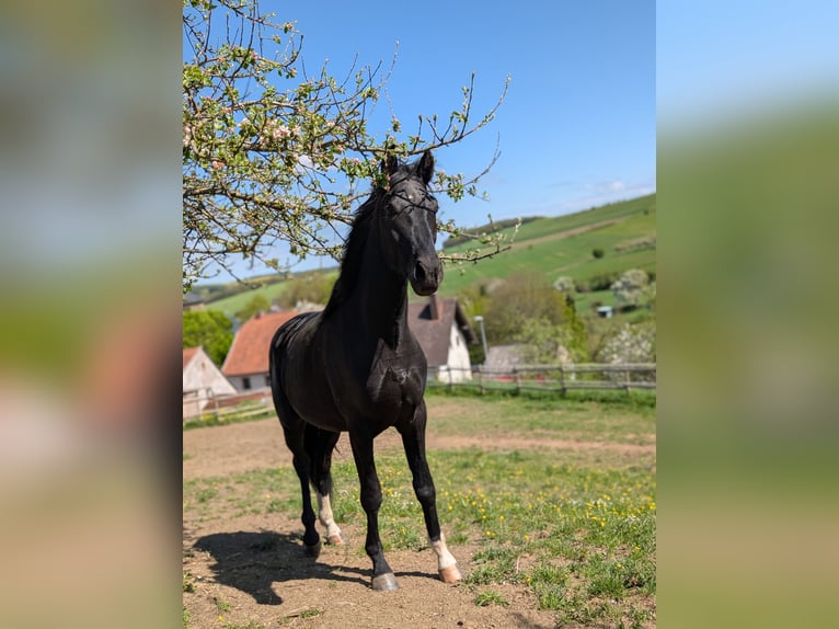 Hannoveraan Hengst 3 Jaar 172 cm Zwart in Herren-Sulzbach
