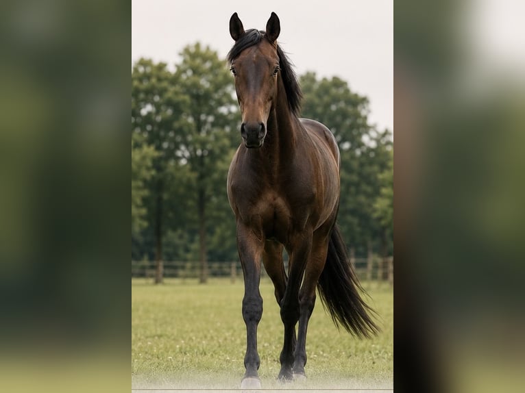 Hannoveraan Hengst 3 Jaar 173 cm Bruin in Handorf