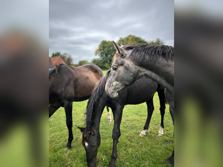 Hannoveraan Hengst 3 Jaar 175 cm Schimmel in Großheide