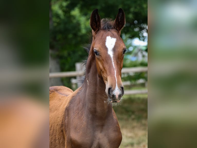 Hannoveraan Hengst 3 Jaar Bruin in Rickling