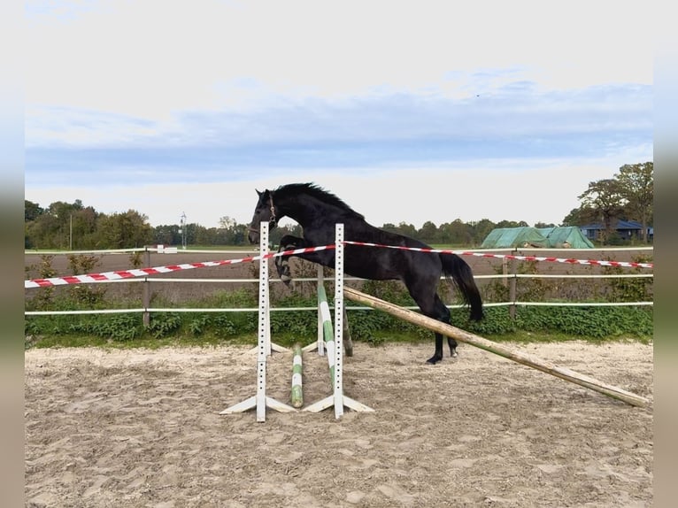 Hannoveraan Hengst 3 Jaar kan schimmel zijn in Coesfeld