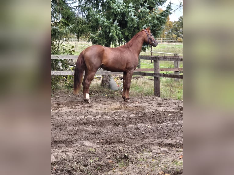 Hannoveraan Hengst 3 Jaar Vos in Oerel