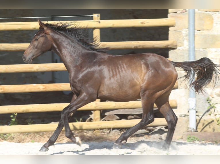 Hannoveraan Hengst 3 Jaar Zwartbruin in Elevage des Baïsses