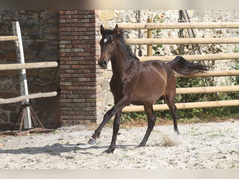 Hannoveraan Hengst 3 Jaar Zwartbruin in Elevage des Ba&#xEF;sses