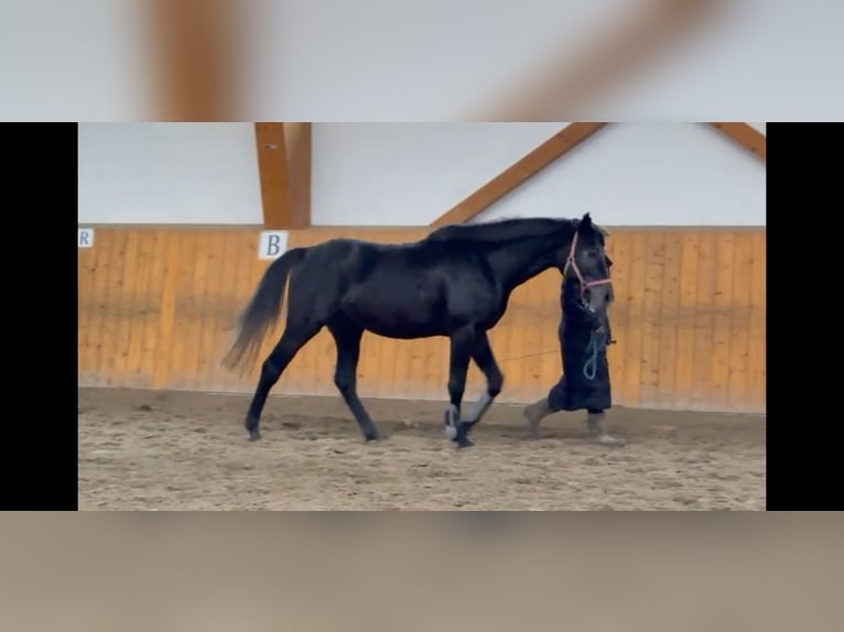 Hannoveraan Hengst 4 Jaar 163 cm Schimmel in Magdeburg