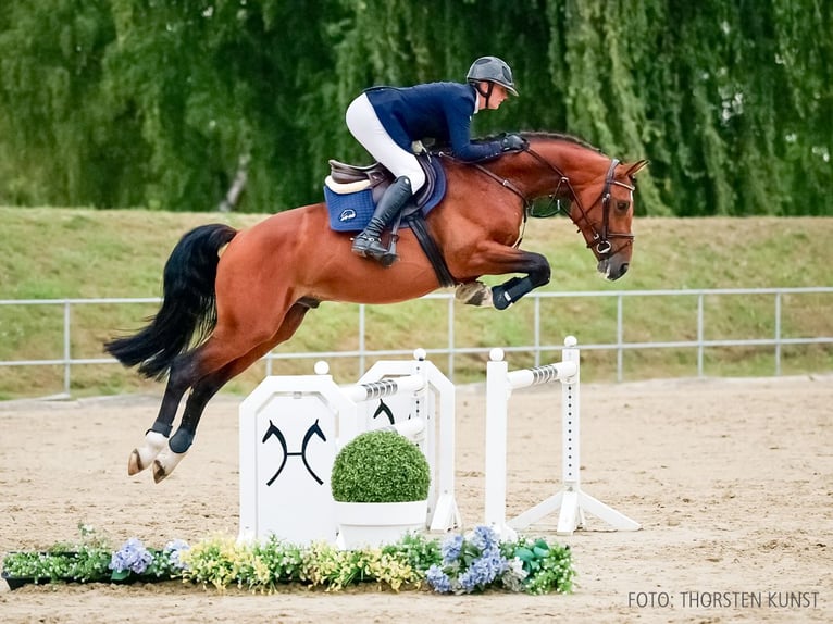 Hannoveraan Hengst 4 Jaar 164 cm Bruin in Verden
