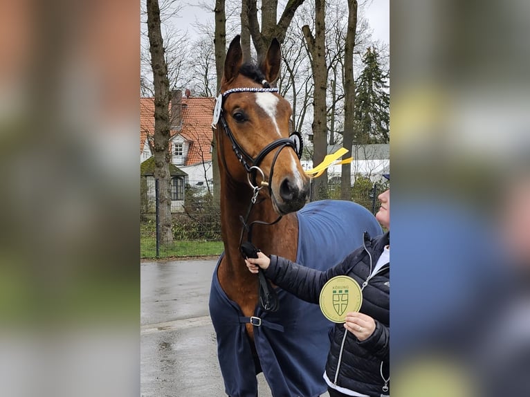 Hannoveraan Hengst 4 Jaar 165 cm Bruin in Walchum