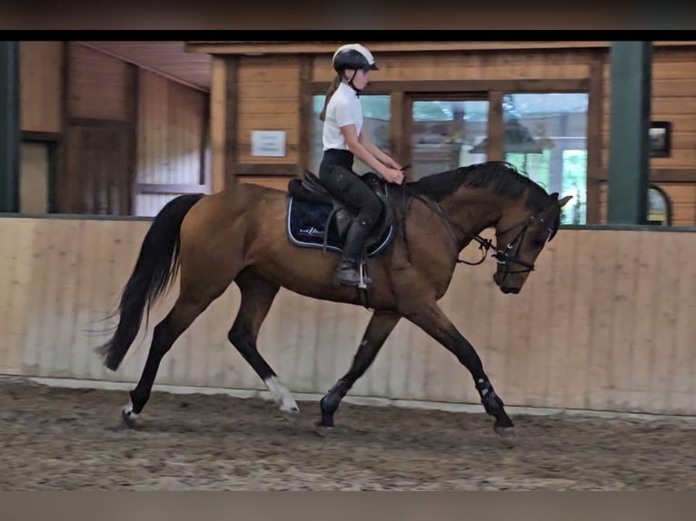 Hannoveraan Hengst 4 Jaar 165 cm Bruin in Walchum