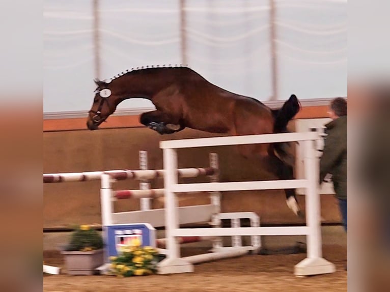 Hannoveraan Hengst 4 Jaar 165 cm Bruin in Walchum