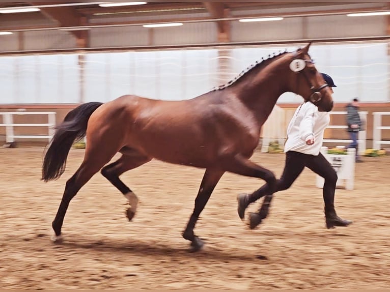 Hannoveraan Hengst 4 Jaar 165 cm Bruin in Walchum