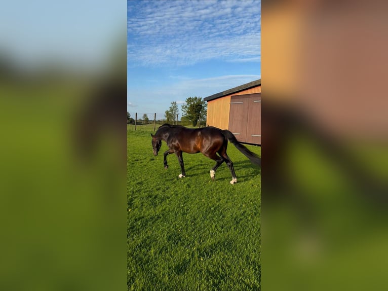 Hannoveraan Hengst 4 Jaar 165 cm Donkerbruin in Todenbüttel