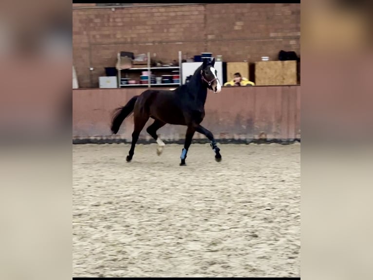 Hannoveraan Hengst 4 Jaar 165 cm Donkerbruin in Stöckse