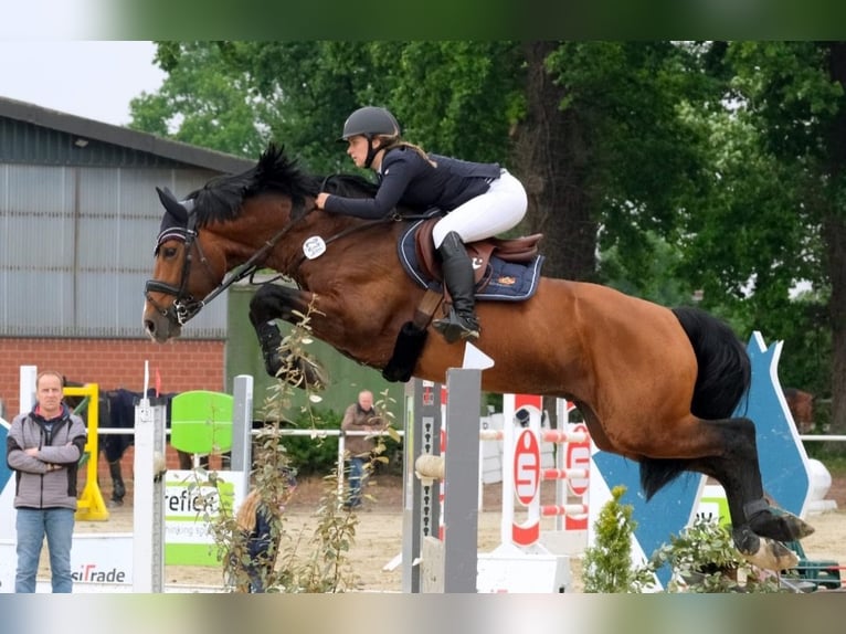 Hannoveraan Hengst 4 Jaar 165 cm Donkerbruin in Stöckse