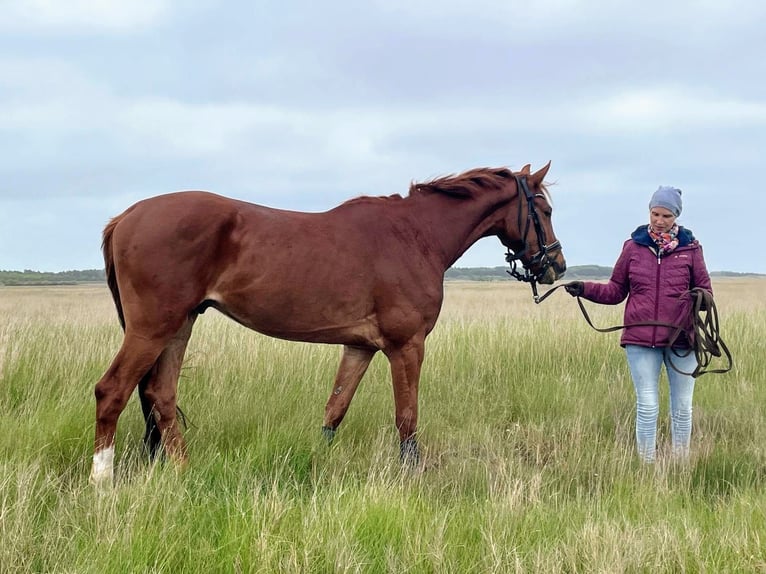 Hannoveraan Hengst 4 Jaar 166 cm Vos in Sankt Peter-Ording