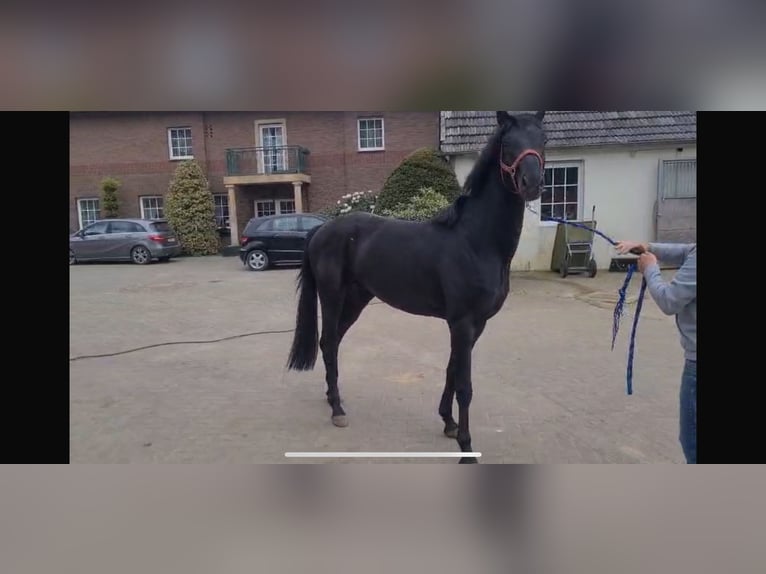 Hannoveraan Hengst 4 Jaar 167 cm Zwart in Zapceń