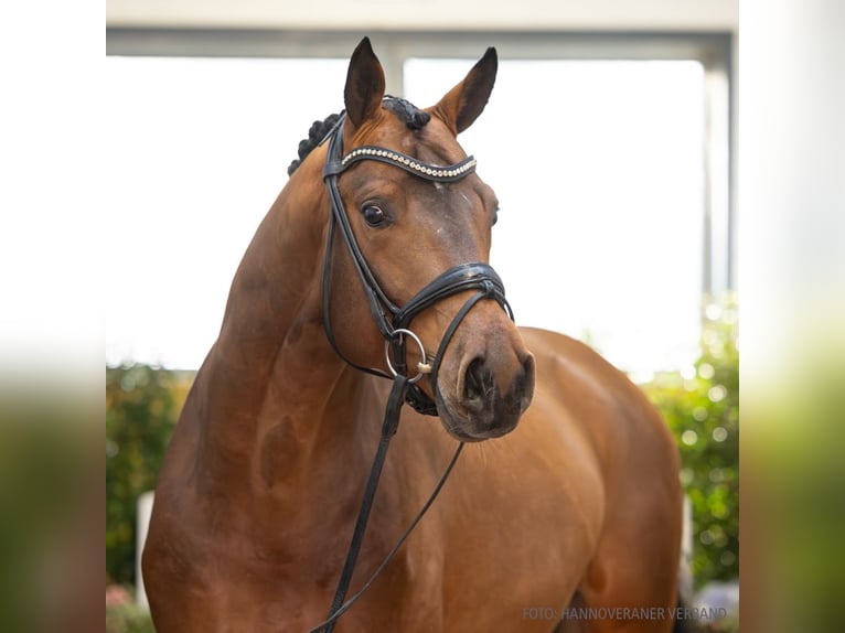 Hannoveraan Hengst 4 Jaar 168 cm Bruin in Verden