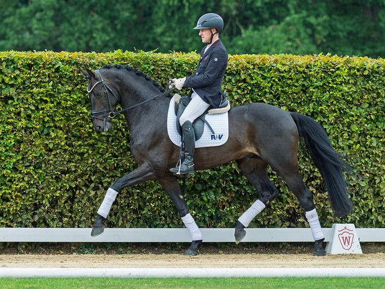 Hannoveraan Hengst 4 Jaar 168 cm Donkerbruin in M&#xFC;nster