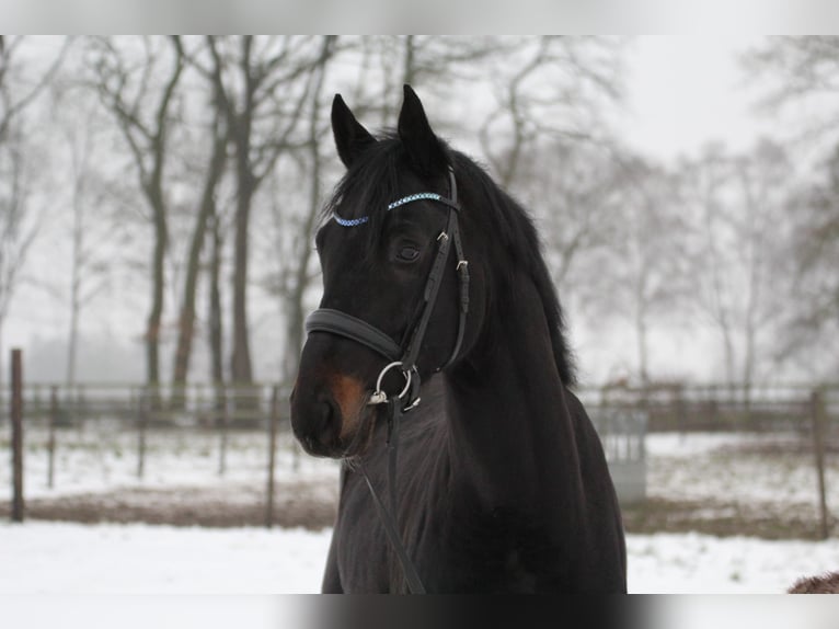Hannoveraan Hengst 4 Jaar 168 cm  in Freren