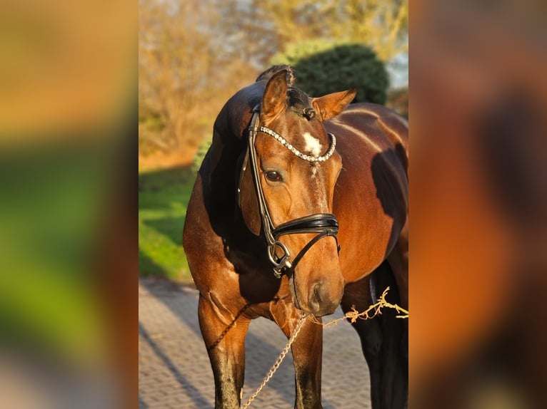 Hannoveraan Hengst 4 Jaar 169 cm Donkerbruin in Lippetal