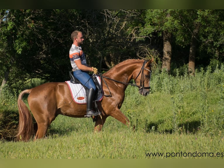 Hannoveraan Hengst 4 Jaar 169 cm Vos in Espirdo