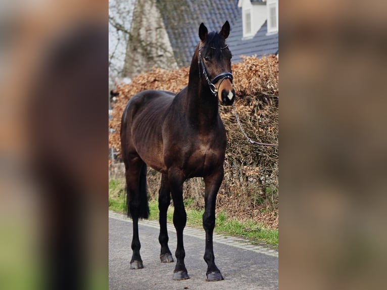 Hannoveraan Hengst 4 Jaar 170 cm Donkerbruin in Someren