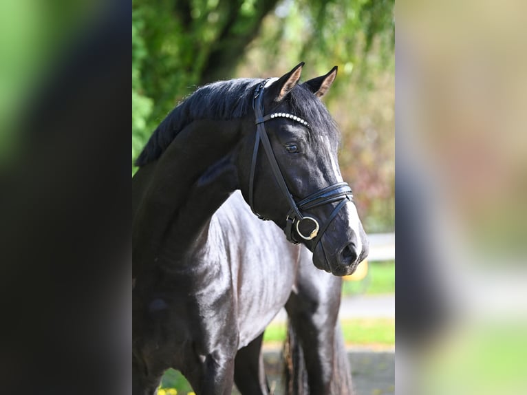 Hannoveraan Hengst 4 Jaar 171 cm Zwart in Viersen