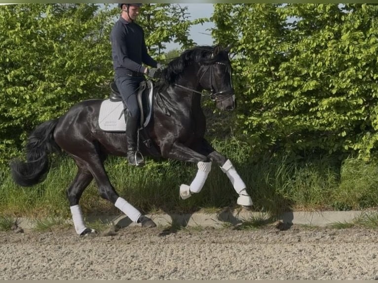 Hannoveraan Hengst 4 Jaar 171 cm Zwart in Viersen