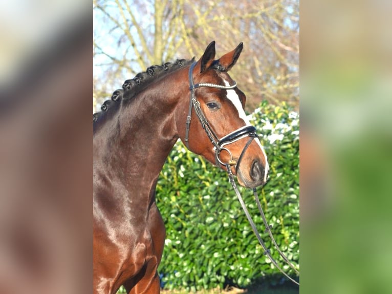 Hannoveraan Hengst 4 Jaar 172 cm Bruin in Selsingen