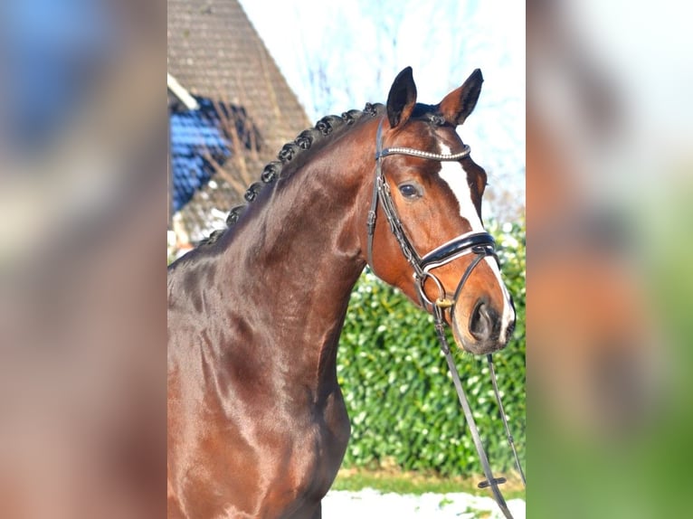 Hannoveraan Hengst 4 Jaar 172 cm Bruin in Selsingen