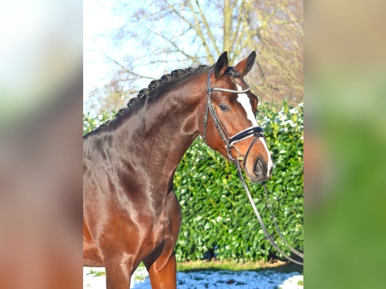 Hannoveraan Hengst 4 Jaar 172 cm Bruin in Selsingen