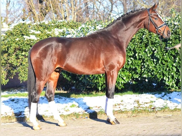 Hannoveraan Hengst 4 Jaar 172 cm Bruin in Selsingen