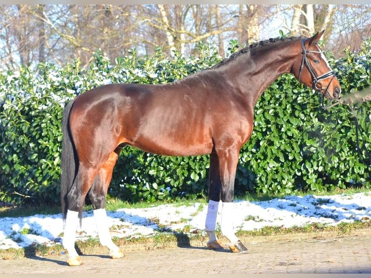 Hannoveraan Hengst 4 Jaar 172 cm Bruin in Selsingen