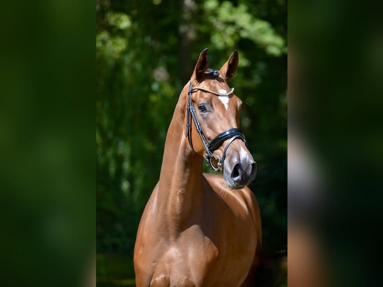 Hannoveraan Hengst 4 Jaar 173 cm Bruin in Herzlake