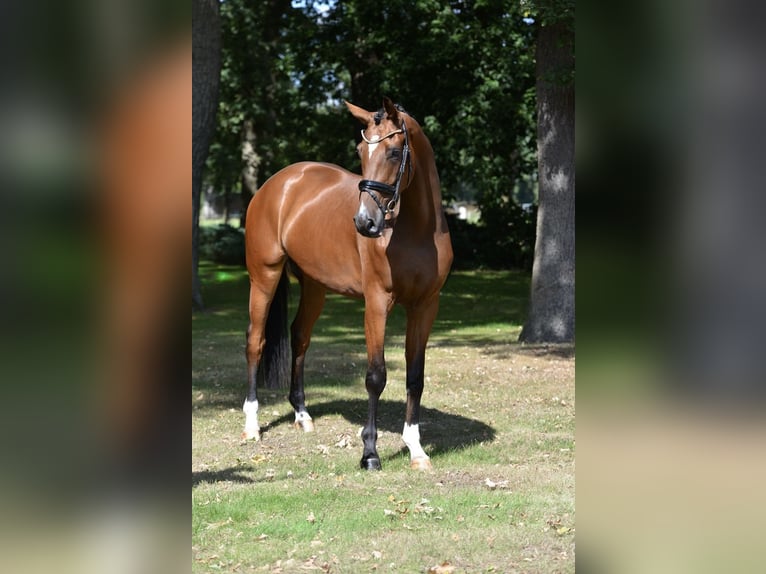 Hannoveraan Hengst 4 Jaar 173 cm Bruin in Herzlake