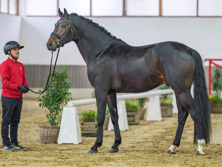 Hannoveraan Hengst 4 Jaar Bruin in Münster-Handorf