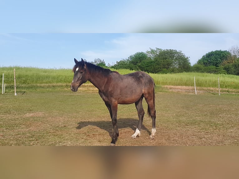 Hannoveraan Mix Hengst 4 Jaar in Petersberg