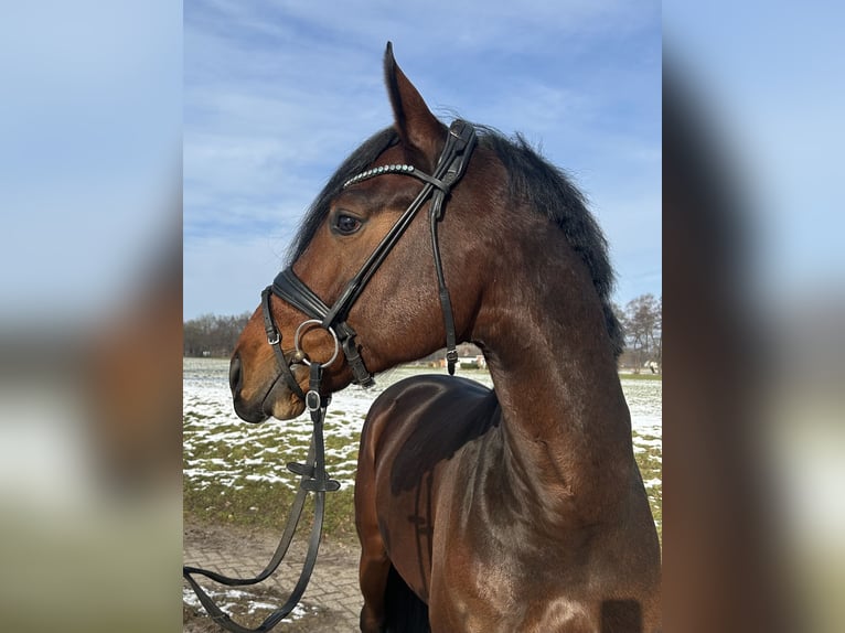 Hannoveraan Hengst 5 Jaar 160 cm Bruin in Bremen