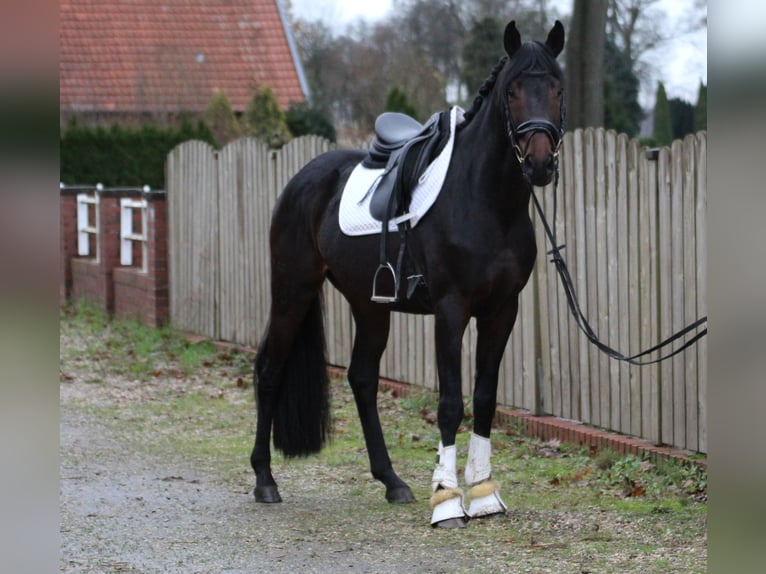 Hannoveraan Hengst 5 Jaar 165 cm Donkerbruin in Freren