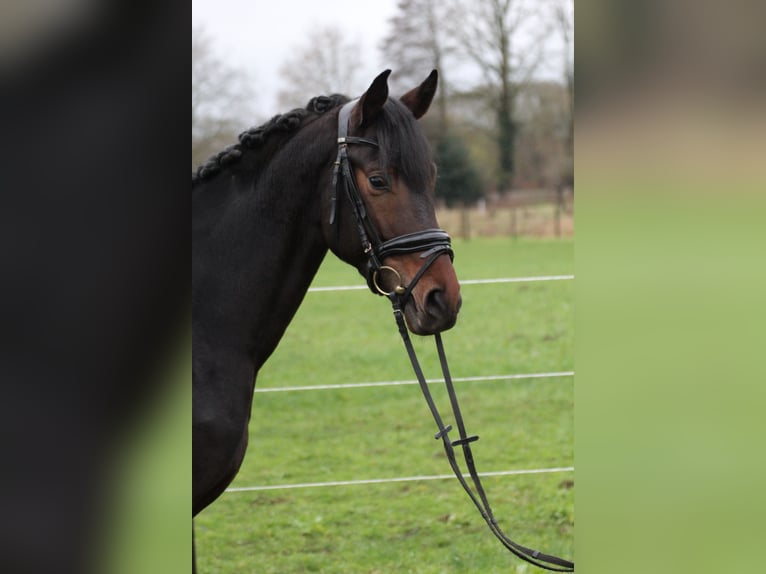 Hannoveraan Hengst 5 Jaar 165 cm Donkerbruin in Freren