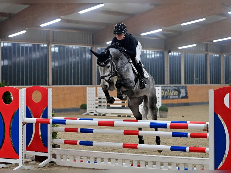 Hannoveraan Hengst 5 Jaar 167 cm Schimmel in Steinfeld (Oldenburg)