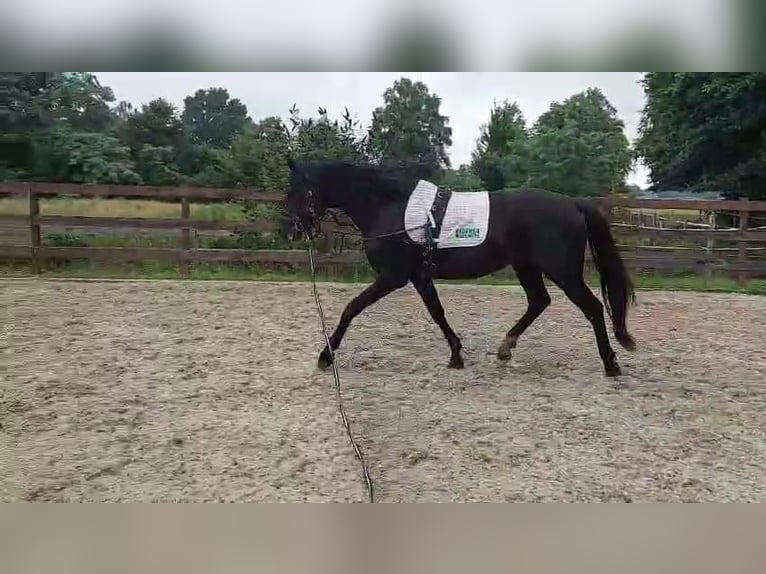 Hannoveraan Hengst 5 Jaar 167 cm Zwart in Vechta