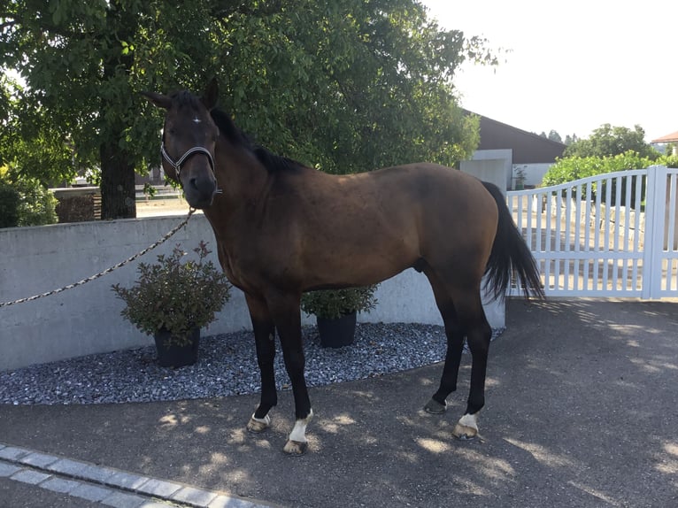 Hannoveraan Hengst 5 Jaar 168 cm Bruin in Kaltenbach