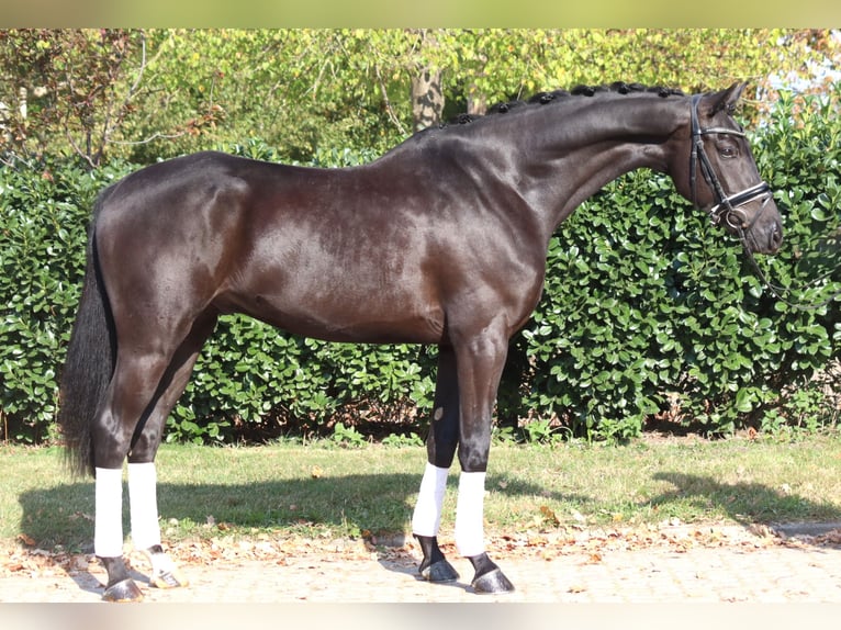 Hannoveraan Hengst 5 Jaar 168 cm Zwart in Selsingen