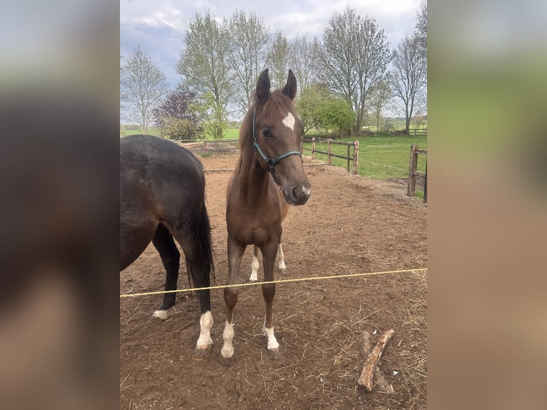 Hannoveraan Hengst 5 Jaar 170 cm Donkere-vos in Uelzen