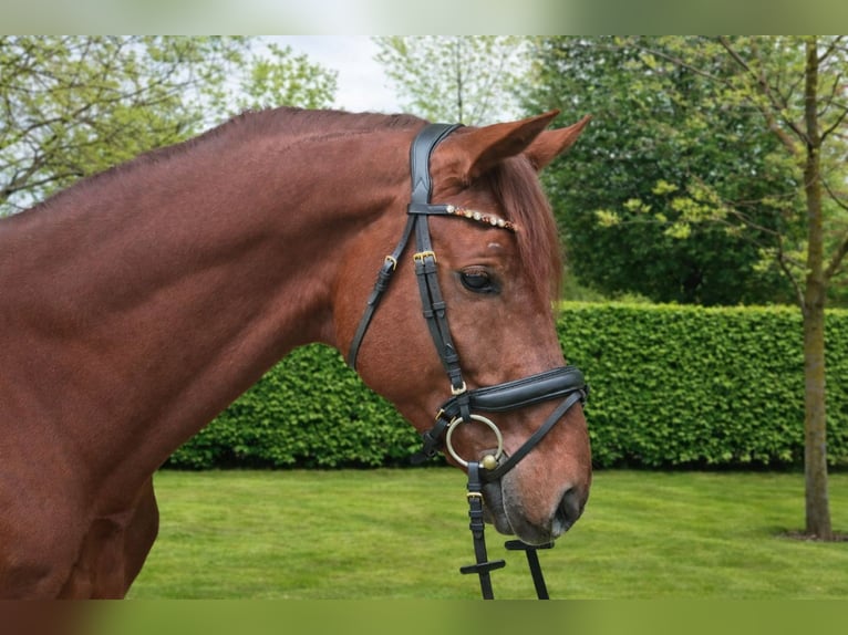 Hannoveraan Hengst 5 Jaar 177 cm Donkere-vos in Königsbach-Stein