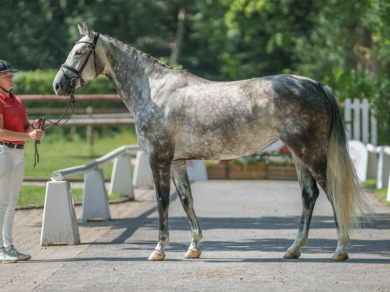 Hannoveraan Hengst 6 Jaar 165 cm Donkerbruin in Münster